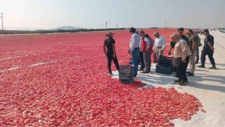 Saruhanlıda 1.500 ton kuru domates ihraç ediliyor
