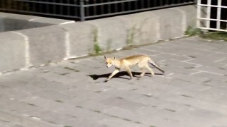 Şehre inen tilki böyle görüntülendi