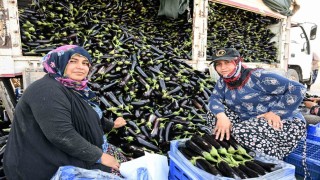 Selin yıktığı tarlada yeniden hasat sevinci