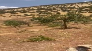 Siirtte yaban domuzları 20 yıllık fıstık ağaçlarına zarar verdi