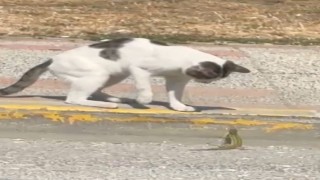 Silivride kedi ve kertenkelenin kavgası cep telefonu kamerasında