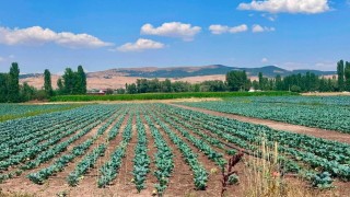 Sinanpaşada brokoli üretim alanlarında tarla kontrolleri gerçekleştirildi
