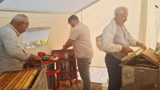 Sincikte bal hasadı başladı