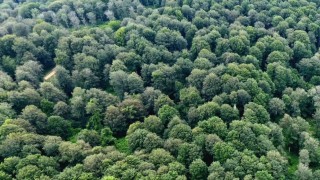 Sinopta kayın ormanları için doğal gençleştirme seferberliği
