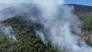 Sinopta orman yangını