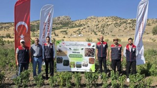 Şırnakta TAKE Projesi kapsamında sebze hasadı gerçekleştirildi