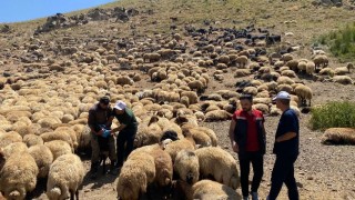Şırnakta veteriner hekimlerden yaylalarda sağlık taraması ve eğitim seferberliği