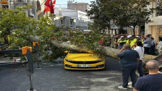 Şişlide araçların üzerine devrilen çınar ağacı kaldırıldı