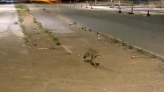 Sivasta kokoreçcinin müdavimi tilki, bazen orada yiyor bazen de paket yaptırıyor