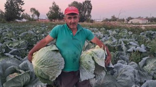 Söğütlü lahanasında hasat başladı