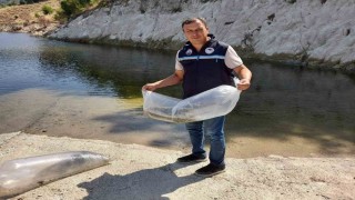 Somada baraj ve göletlere 250 bin yavru sazan bırakıldı