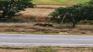 Subaşı beldesinde bozayı paniği