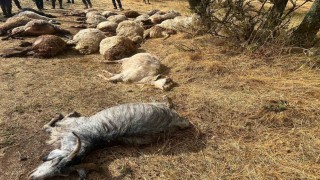 Sürüye yıldırım isabet etti: 36 küçükbaş hayvan telef oldu