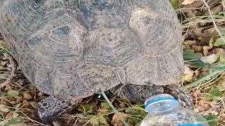 Susayan kaplumbağaya vatandaş eliyle su içirdi