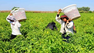 Tarım işçilerinin sıcakta ekmek parası mücadelesi