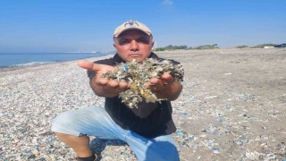 Tarsus-Kazanlı sahilinde plastik kirliliği
