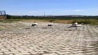 Tedavisi yapılan leylekler doğaya bırakıldı