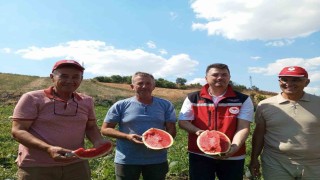 Tekirdağ karpuzu tezgâhlara çıkıyor