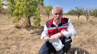 Tekirdağda çiftçiye tarla faresine karşı zamanında mücadele çağrısı