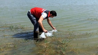 Tekirdağda göletlere 150 bin balık bırakıldı