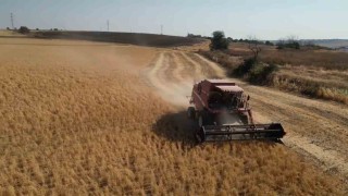 Tekirdağda sertifikalı nohut hasadı
