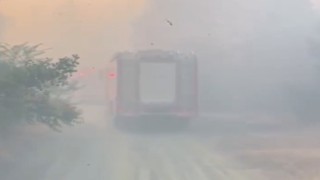 Tepebaşındaki orman yangınında yanmak üzere olan kaplumbağa kurtarıldı