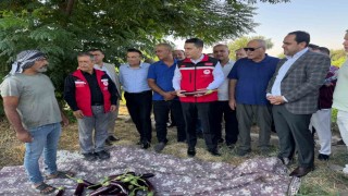 Tescilli Birecik patlıcanında hasat başladı