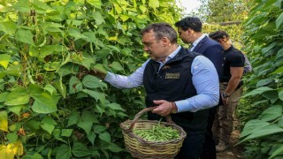 Tescilli Pazaryeri Boncuk Fasulyesinde hasat sezonu başladı