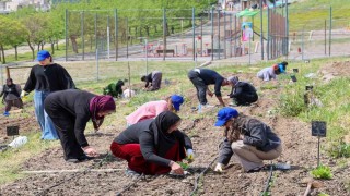Toprakta hayat, sofrada bereket: Mahalle Bostanlarında yaz hasadı