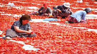 Torbalıda Kırmızı Altın mesaisi
