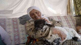 Torunu gibi büyüttüğü kuzu Boncuk evin neşe kaynağı oldu