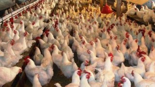 TÜİK: Tavuk eti üretimi Haziran ayında yüzde 14,7 arttı