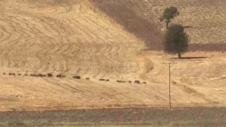 Tunceli'de domuz sürüsü görüntülendi