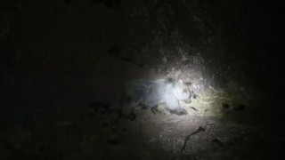 Tuncelide gece kamerasında domuz ve ayı aynı anda görüntülendi