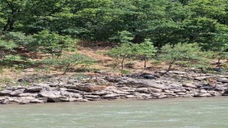 Tuncelide koruma altındaki dağ keçileri Munzur Nehri kıyısında görüntülendi