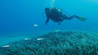Türkiyenin ilk Deniz Milli Parkı Fethiye-Kaş ve Kuzey Ege sınırlarında