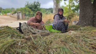 Türkiyenin pırasa ambarında üretim mesaisi sürüyor