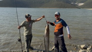 Turna avına çıkan balıkçıların oltasına 127 santimlik dev yayın takıldı
