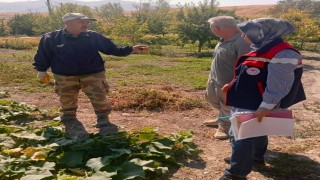 Turşuluk salatalık üretim alanlarında tarım ilacı kontrolleri sürüyor