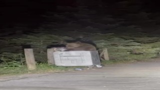 Uludağda aç kalan ayı çöpten yemek aradı