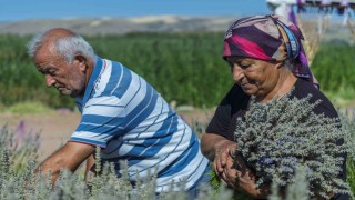 Umutla yetiştirdi, gözyaşlarıyla anlattı: Yaşlı çiftin lavanta bahçesindeki hüzünlü bekleyişi