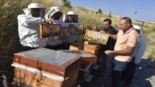 Üniversitenin arı işletmesinde bal hasadı başladı