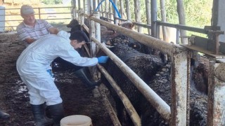 Uruguaydan getirilen besilik sığırlar Simavda kontrolden geçiyor