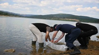 Uşakta Göğem Göletine pullu sazan yavruları bırakıldı