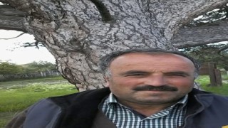 Üzerine ağaç devrilen vatandaş hayatını kaybetti