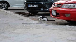 Uzmanından kritik kuduz uyarısı: Kedi tırmalamasıyla da bulaşabilir