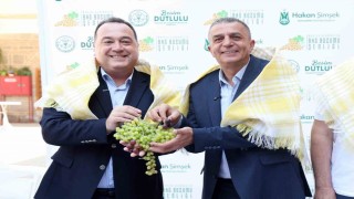 Üzümün başkentinde Bağbozumu Şenlikleri yeniden başlıyor