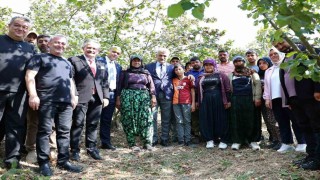 Vali Makas, Cumayerinde fındık hasadına katıldı