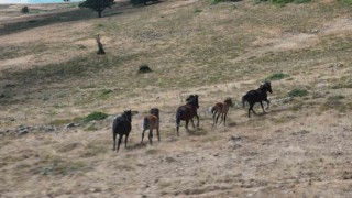 Yaban hayatının simgelerinden olan yılkı atları, yaylalarda görüntülendi