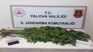 Yalova'da uyuşturucu operasyonu: 3 gözaltı